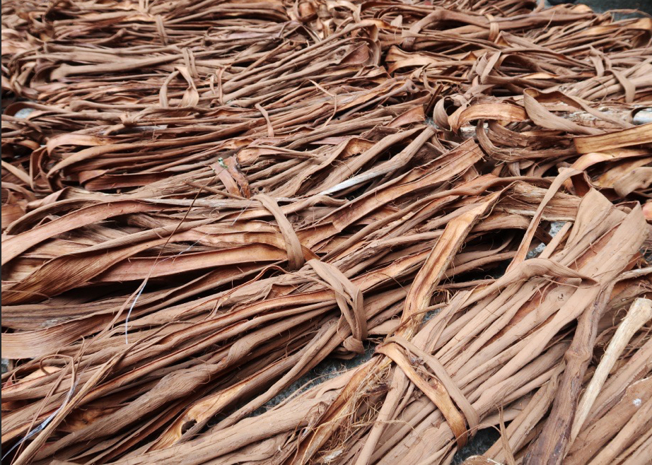 6月の限られた時期に採取する、山形奥地の野生山葡萄